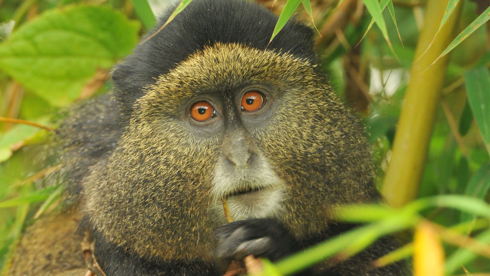 Golden monkey and Gorilla trekking experience
