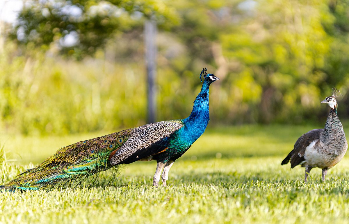 Rwanda primates Safari adventure